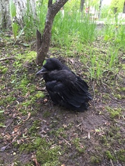Corvus frugilegus