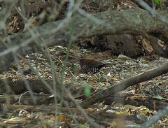 Hypargos margaritatus