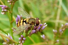 Eupeodes corollae