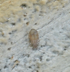 Psocidae