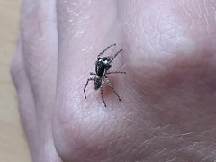 Menemerus semilimbatus