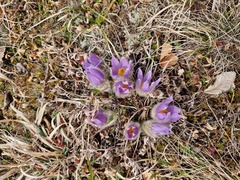 Pulsatilla grandis