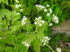 Osmorhiza longistylis