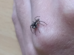 Menemerus semilimbatus