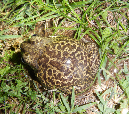 Iberian Spadefoot