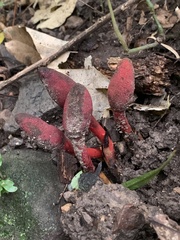 Balanophora laxiflora