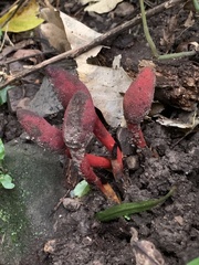Balanophora laxiflora