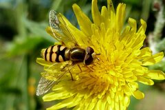 Eupeodes corollae