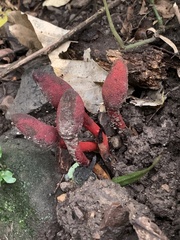 Balanophora laxiflora