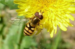 Eupeodes corollae