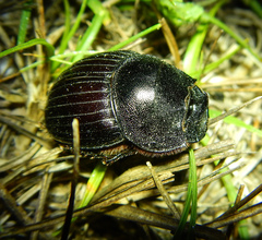 Copris hispanus