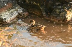 Anas bahamensis galapagensis