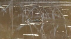 Anas bahamensis galapagensis