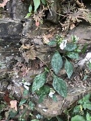 Rungia chinensis