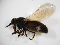 Haematopota pluvialis