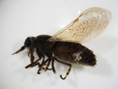 Haematopota pluvialis