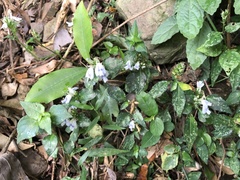 Rungia chinensis