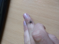 Menemerus semilimbatus