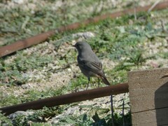 Phoenicurus ochruros