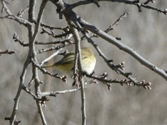 Phylloscopus collybita