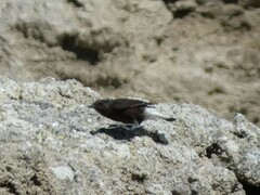 Oenanthe leucura
