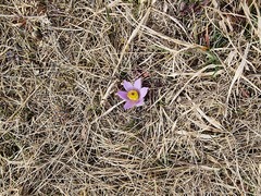 Pulsatilla grandis