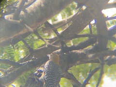 Melanerpes hoffmannii