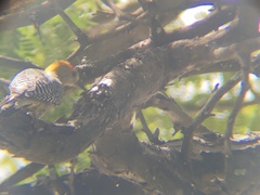 Melanerpes hoffmannii