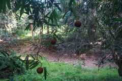 Hydnocarpus castaneus