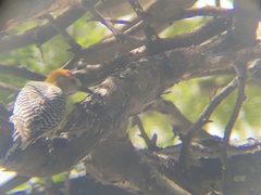 Melanerpes hoffmannii