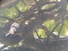 Melanerpes hoffmannii