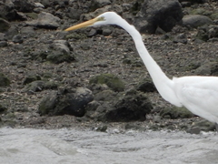 Ardea alba