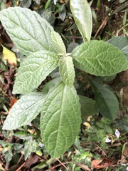 Gomphostemma chinense