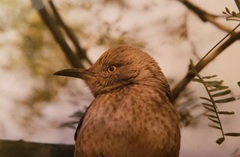 Toxostoma bendirei