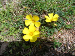 Oxalis eriocarpa