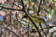 Telophorus sulfureopectus