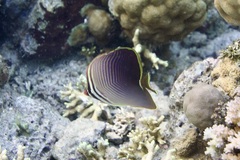 Chaetodon baronessa