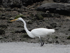 Ardea alba
