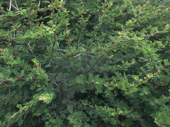 Vachellia tortilis