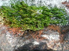 Podostemum comatum