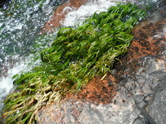 Podostemum comatum