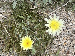 Malacothrix glabrata