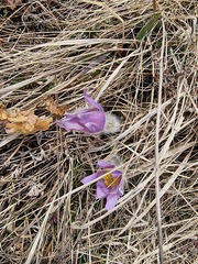 Pulsatilla grandis