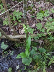 Platanthera psycodes