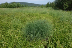 Carex nigra juncea