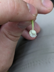 Platanthera psycodes