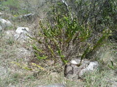 Baccharis jocheniana