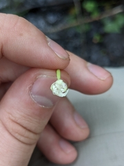 Platanthera psycodes