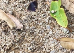 Anthene emolus goberus