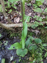 Platanthera psycodes